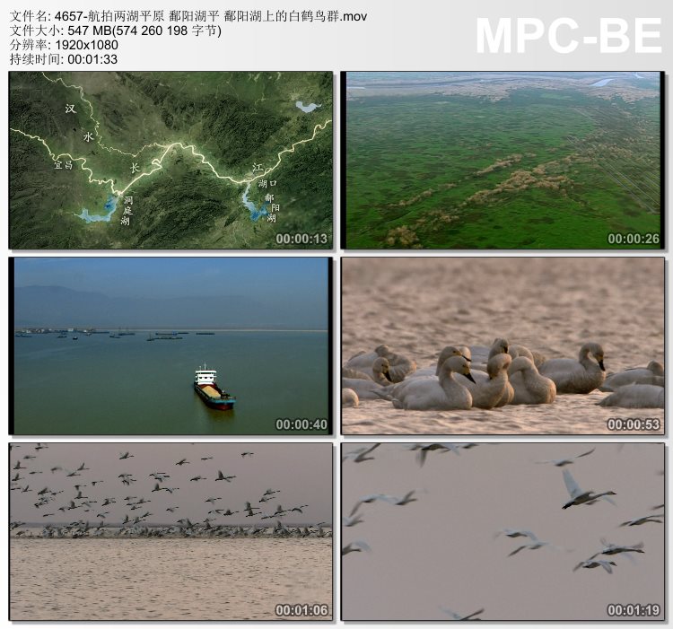 航拍两湖平原鄱阳湖平 鄱阳湖上的白鹤鸟群 高清实拍视频素材