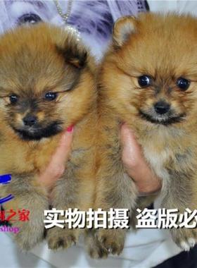 重庆狗狗之家宠物店名犬繁殖基地纯种哈多利球体黄博美俊介犬出售