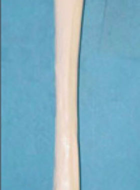 一比一仿真人体大腿骨 股骨模型 人体大腿骨 骨骼模型 长骨头