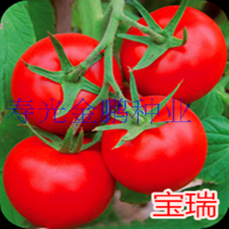 西红柿种子番茄种籽进口大红番茄种苗耐热好抗病毒不裂果高产宝瑞