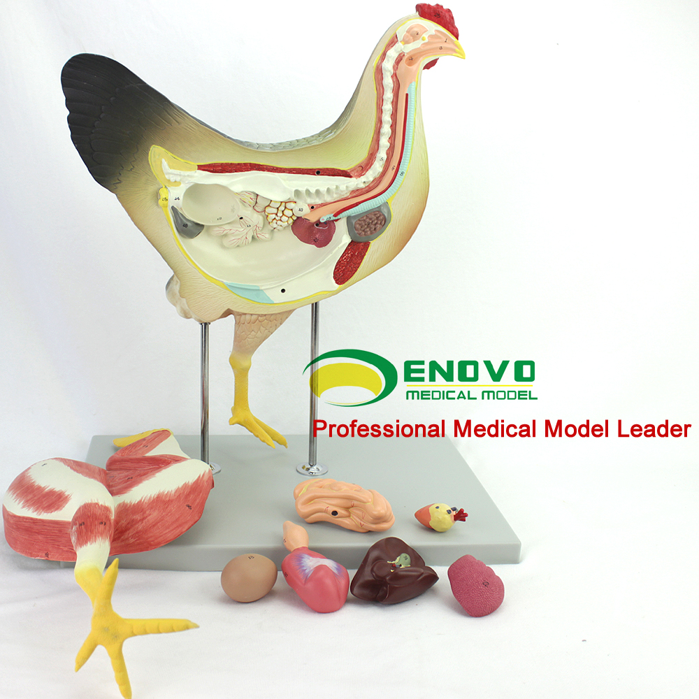 ENOVO鸡解剖模型家禽器官内脏神经解刨兽医学习动物模型飞禽类型