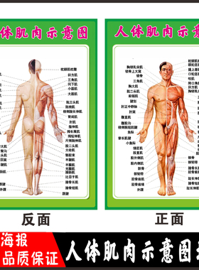 人体肌肉图解 人体肌肉结构解剖挂图示意图 人体器官解剖图海报