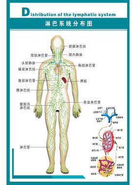 淋巴系统分布图知识挂图 人体医学解剖图解海报 健康诊疗宣传展板
