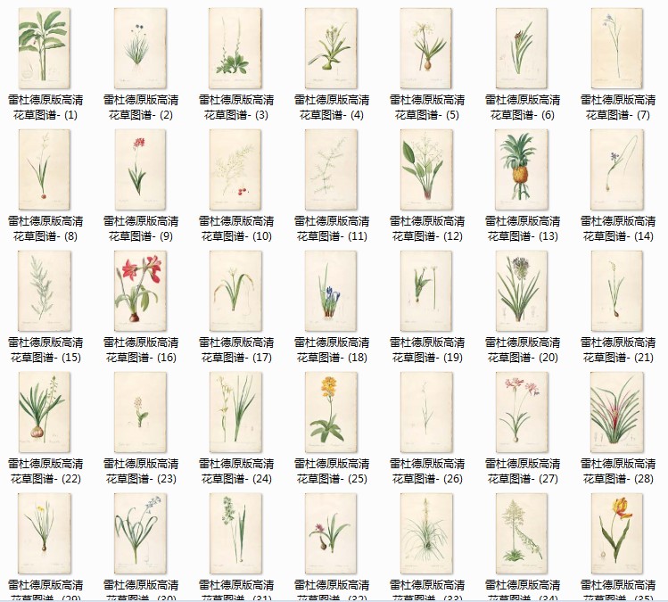 雷杜德花卉经典手绘复古版画插画高清图谱素材系列之一100 1.23GB