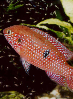 热带鱼 观赏鱼 红宝石鱼 短鲷类 鲷科鱼 淡水鱼 慈鲷 宝石鱼