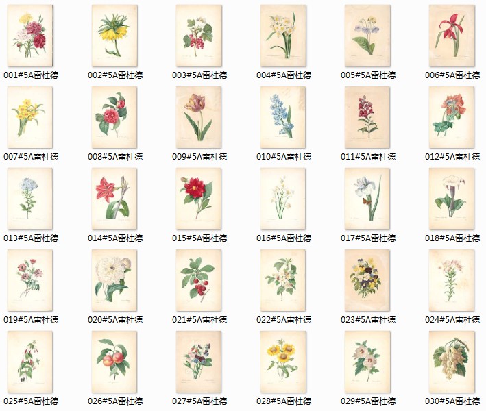 雷杜德经典高清手绘版画插图花卉图谱素材资料 148 2.32GB JPG格