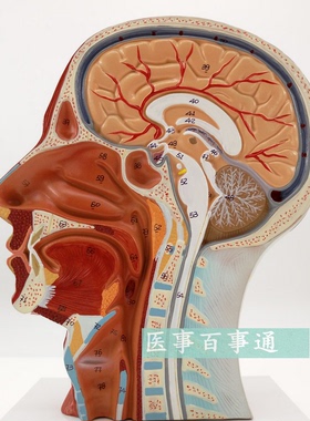 医用头面部解剖模型脑血管神经模型 美容微整形模型头浅表模型