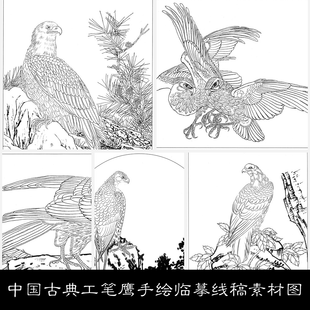 NV中国古典工笔鹰手绘临摹线稿素材图库36 125MB JPG格式